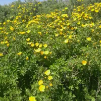 گل زرد|گل و گیاه طبیعی|دهگلان, |دیوار