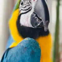 ماکائو آرا آبی طلایی