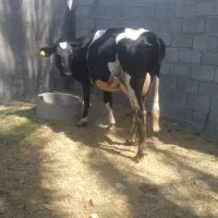 گاو شیر ده  آبستن ۵ماه هلشتن