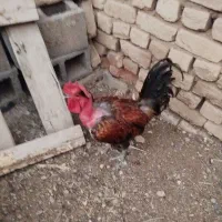خروس|حیوانات مزرعه|ساوه, |دیوار