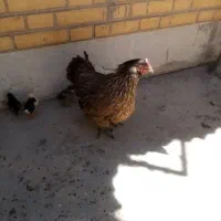 مرغ گلین  با جوجه