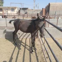 کره اسب عرب