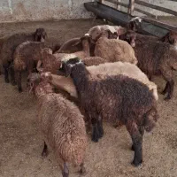 گوسفند - بره پرواری نر و ماده