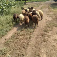 گوسفند|حیوانات مزرعه|مرند, |دیوار