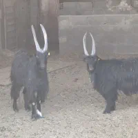 دوبر جوان