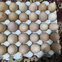 تخم مرغ محلی