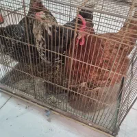 ۴عدد مرغ تخم گذار همراه قفس