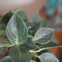 مشاوره رایگان گل و گیاه