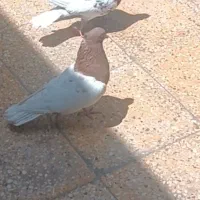 کبوتر