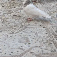 طوق سرور