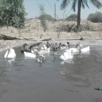 اوردک و غاز
