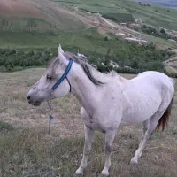 اسب نریان