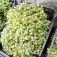 آبغوره صد در صد خالص