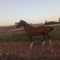 اسب ترکمن