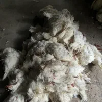 مرغ تلفاتی غذا سگ