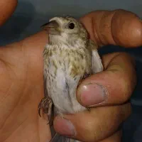 جوجه سهره