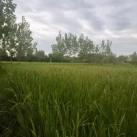 فروش ۲۵۰ متر زمین  سنگر ویشکاننک