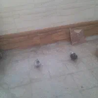 یک جفت کبوتر زیون پرشی