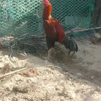 خروس