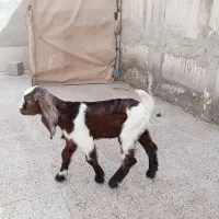 بزغاله شیری پاکستانی نر یک ماهه