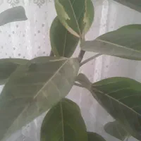 لوبیا چیتی و کشاورزی