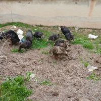 ۹عدد بوقلمون ماده