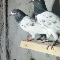 کبوتر کفتر پرشی پیور پاکستانی