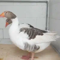 فروش غاز