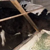دوعدد گوساله