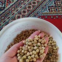 نخود تهرانی
