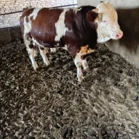 ۱رس سمینتال فروشی