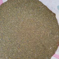 فروش بذر شبدر
