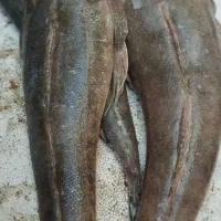 انواع ماهی با قیمت مناسب