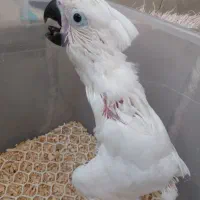 کاکادو ملوکان و (آمبرلا)