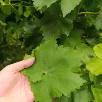 برگ انگور تازه