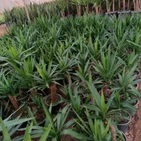 گل یوکا بنسای دیفن پتوس گلخانه گلدان