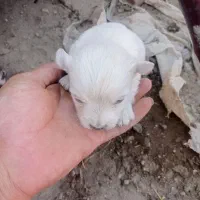 واگذاری توله پاگوتاه