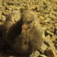 کبوتر جوجه مسافتی
