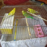 مرغ عشق تخم گذار