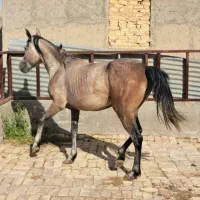 یه خانواده اسب نریان و مادیون و کره