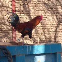 دو عدد خروس
