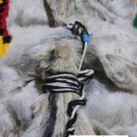 پوست بز برای هیزه