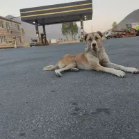 توله ماده سراب ۱۱ماه