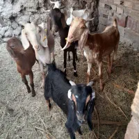 گوسفند