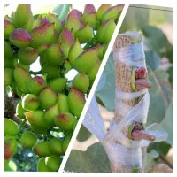 پیوند انواع درختان