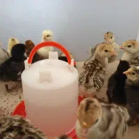 بوقلمون