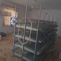 قفس بلدرچین کبگ مرغ تعداد 32 طبق یکجا 100 میلیون