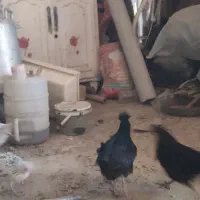 ۲۰تاجوجه سه ماه ونیمه