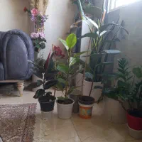 فیکوس زنده و سرحال و زیبا