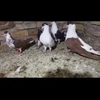 7حیون جوجه کش